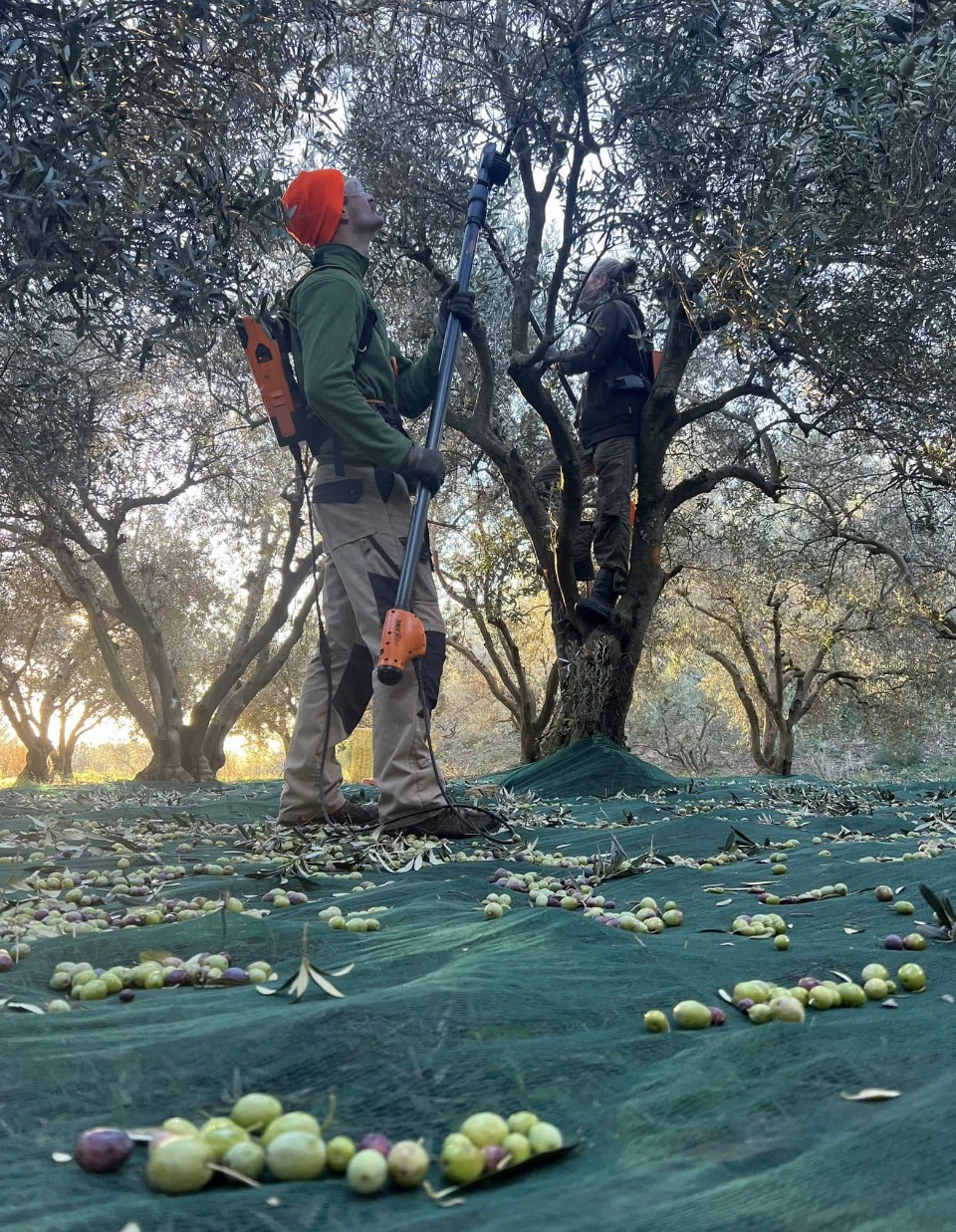 Claire, productrice d'huile d'olive en Provence