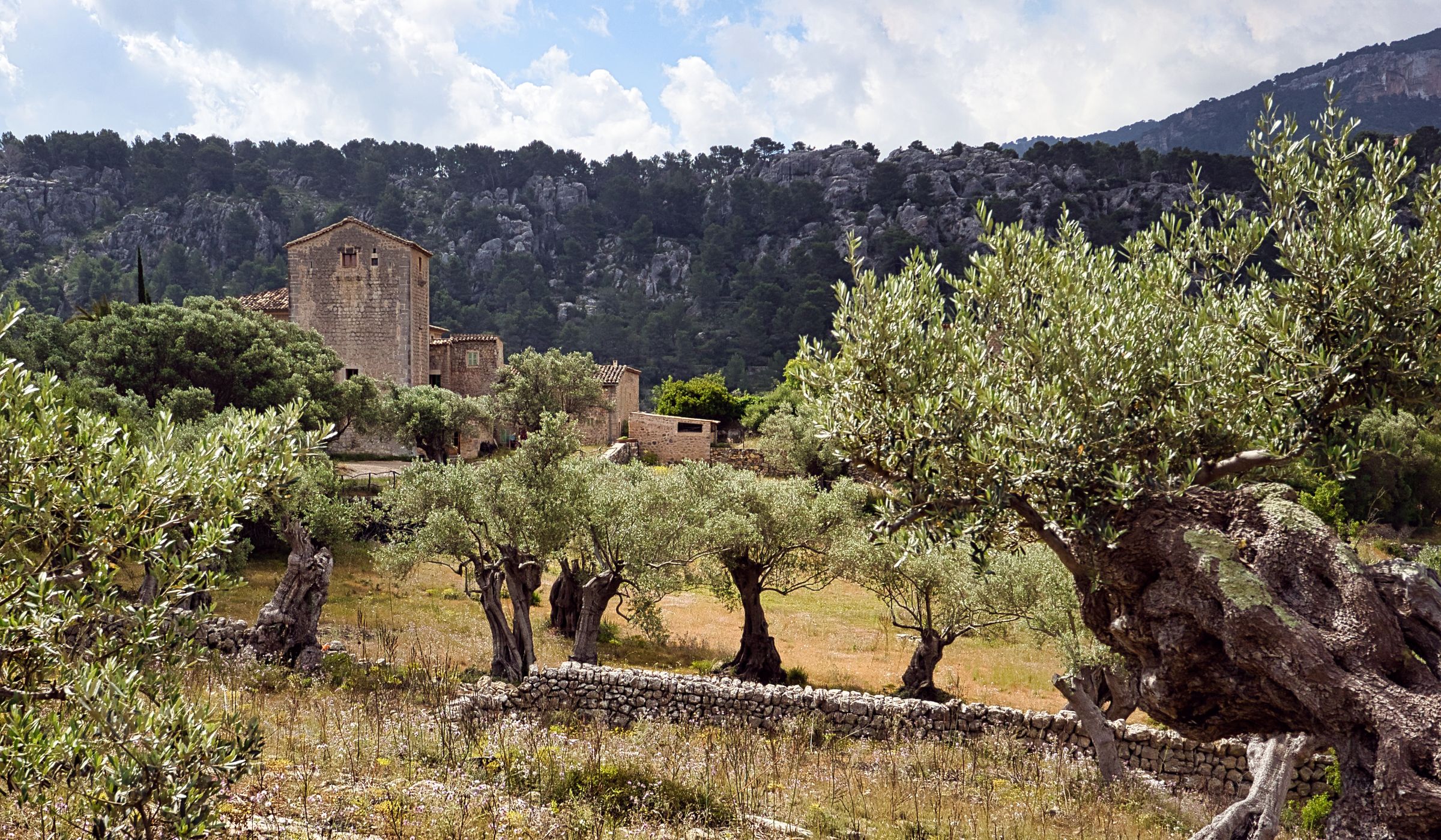 Vue panoramique sur la Provence, vignes et oliveraies